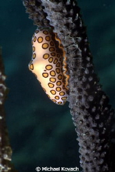 Flaminto Tongue on the Big Coral Knoll off the beach in F... by Michael Kovach 